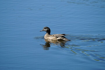 duck in the water