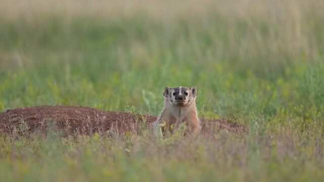 American badger (Taxidea taxus) alertly watching for danger from it's burrow, South Dakota. Slow-motion, 1/2 natural speed.