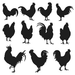 set of rooster silhouette. Vector illustration