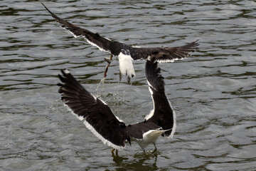 Gaivotas em um lindo espetáculo na distribuição de restos de peixes e peixes menores no canal de Ponta Negra - Maricá - RJ  