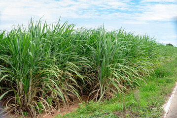 Sugarcane growing inside the farm in countryside of Thailand