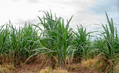 Sugarcane growing inside the farm in countryside of Thailand