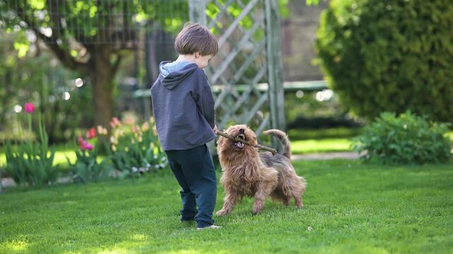 Cute little boy playing with Australian terrier pet dog in sunny summer backyard