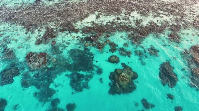 A stingray can be seen swimming in clear blue water through the coral reef off the shore of tropical island Bora Bora in French Polynesia. Aerial view captured by drone.
