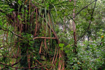 Coastal swampy forest north of Cairns, Queensland, Australia