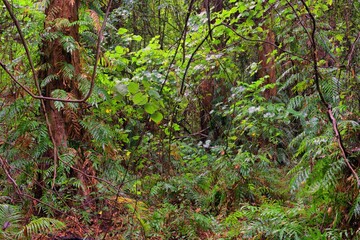 Coastal swampy forest north of Cairns, Queensland, Australia
