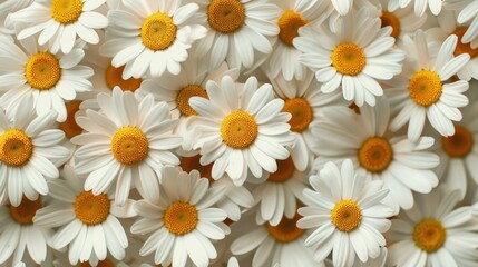 Fototapeta premium Close-Up View of White Daisies