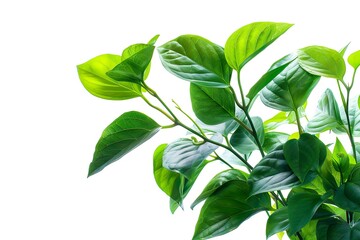 Plant isolated on white background with clipping path