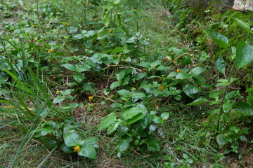 Photography of Acmella uliginosa is a medicinal plant