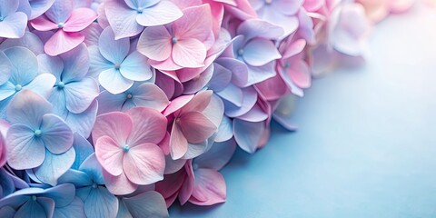 Soft pink and blue hydrangea petals, hydrangea, flower, petals, pink, blue, pastel, soft, delicate, bloom, floral, garden
