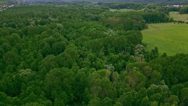 Giverny forest, France. Aerial drone backward