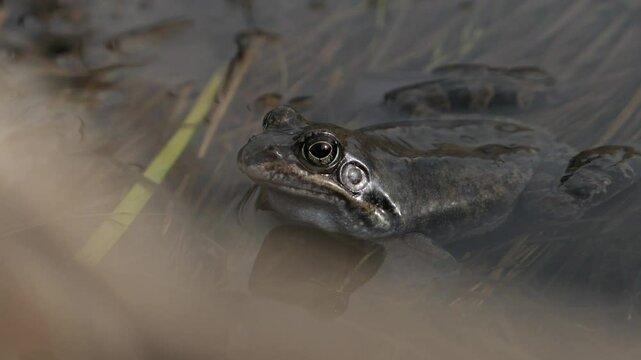 Brown common frog laying in pond water on top of reeds croaking, close up