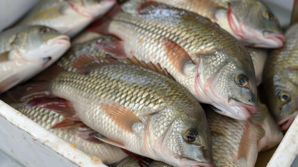 Close-up of Live Nile Tilapia in Styrofoam Box