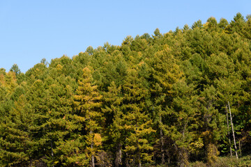 Fototapeta premium 富良野の紅葉風景