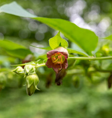 Flowers of Atropa belladonna, commonly known as belladonna or deadly nightshade.