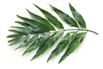 Caryota Palm Leaf (Fishtail Palm), isolated on white background