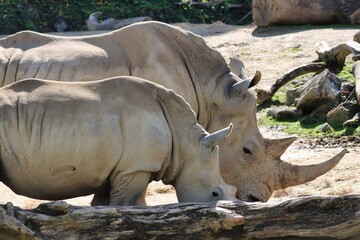 Fototapeta premium African Safari