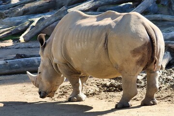 Obraz premium African Safari