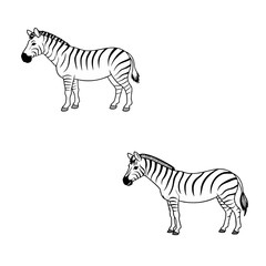 zebra line art vector