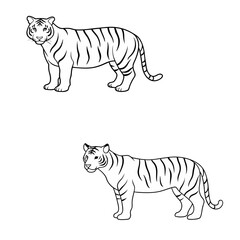 Obraz premium Tiger line art vector