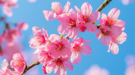 Fototapeta premium Vibrant pink sakura blossoms on a branch against a bright blue sky, capturing the spirit of Japanese spring.