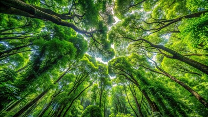 Lush green tree canopies in a dense forest, nature, environment, trees, foliage, canopy, green, lush, forest, branches