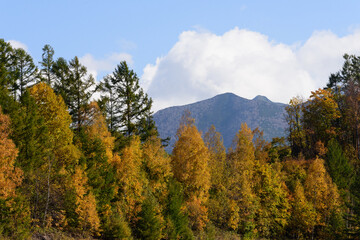 富良野の紅葉風景