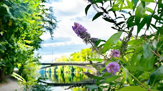 Purple, violet and lilac flowers of Buddleja davidii closeup on the branches of flowering bush on the river banch.