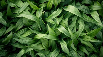 Green grass texture background, providing a pleasing and natural visual