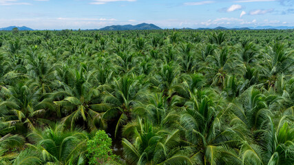 Aerial view Palms or Coconuts tree plantation