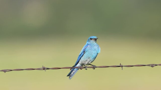 Mountain bluebird (Sialia currucoides) male sitting on a fence in the black hills of South Dakota