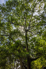 都心散歩　酷暑の浜離宮恩賜公園あたり