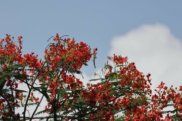 Selective focus at a stunning red flowers named Royal Poinciana, Flamboyant, Flame of the forest, or Flame Tree Scientific name: Delonix Regia. in thailand