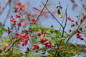Selective focus at a stunning red flowers named Royal Poinciana, Flamboyant, Flame of the forest, or Flame Tree Scientific name: Delonix Regia. in thailand
