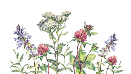Bouquet watercolor yarrow and lungwort and clover isolated on white background. Flower milfoil for wedding invite. Summer or spring clipart with meadow for sticker or wrapping. Art for sketchbook © NatashaKun