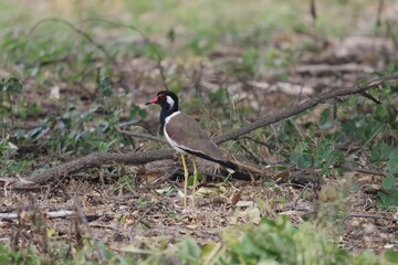 Red-wattled Lapwing (Vanellus indicus) standing on the ground with green grass In the forest in Thailand
