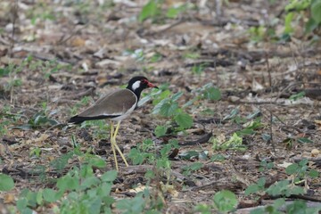Red-wattled Lapwing (Vanellus indicus) standing on the ground with green grass In the forest in Thailand