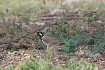 Red-wattled Lapwing (Vanellus indicus) standing on the ground with green grass In the forest in Thailand