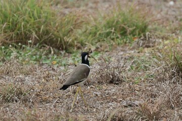 Fototapeta premium Red-wattled Lapwing (Vanellus indicus) standing on the ground with green grass In the forest in Thailand