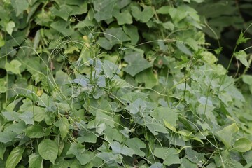 green ivy leaves
