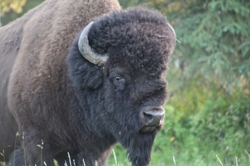 Fototapeta premium Closeup Of A Bison, Elk Island National Park, Alberta