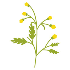 Spring Flower with Flat Cartoon Design. Vector Illustration on White Background.