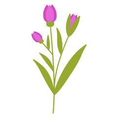 Spring Flower with Flat Cartoon Design. Vector Illustration on White Background.