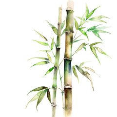 Bamboo watercolor illustration isolated on transparent. png file for art work.

