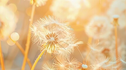 dandelion clock in the morning sun closeup delicate and ethereal nature detail soft lighting fresh and airy botanical beauty sense of renewal and growth natural simplicity