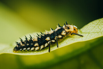 Hippodamia variegata larva ladybug on leaf.