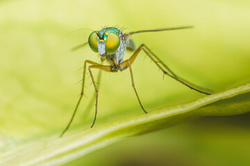 Close up of green long-legged fly or Austrosciapus connexus on green leaf. Insect photo in Thailand, Light nature background, Selective focus.