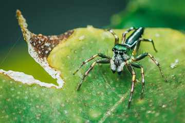 Jumping spider on green leaf, Colorful insect, Selective focus, Macro photography.