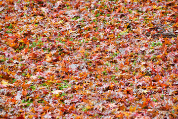 京都　大原　三千院　有清園の紅葉  美しい散りもみじ（日本京都府京都市）
Beautiful fallen maples at Yusei-en Garden, Sanzen-in Temple（Sanzenin Temple）, Ohara, Kyoto (Kyoto City, Kyoto Prefecture, Japan)
