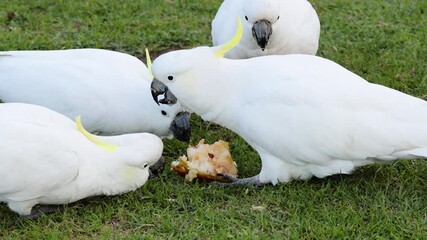 Cockatoos Feeding on Great Ocean Road